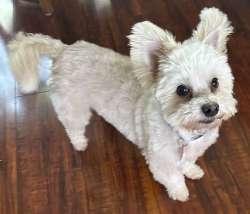 Enlarge Butters, a Adoptable mixed breed in Sudbury, MA image 1/1