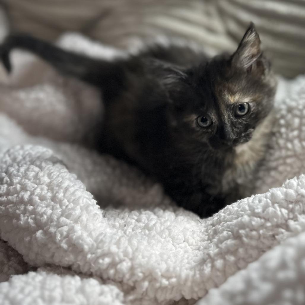Enlarge Coco, a Adoptable American Shorthair in San Saba, TX image 3/3