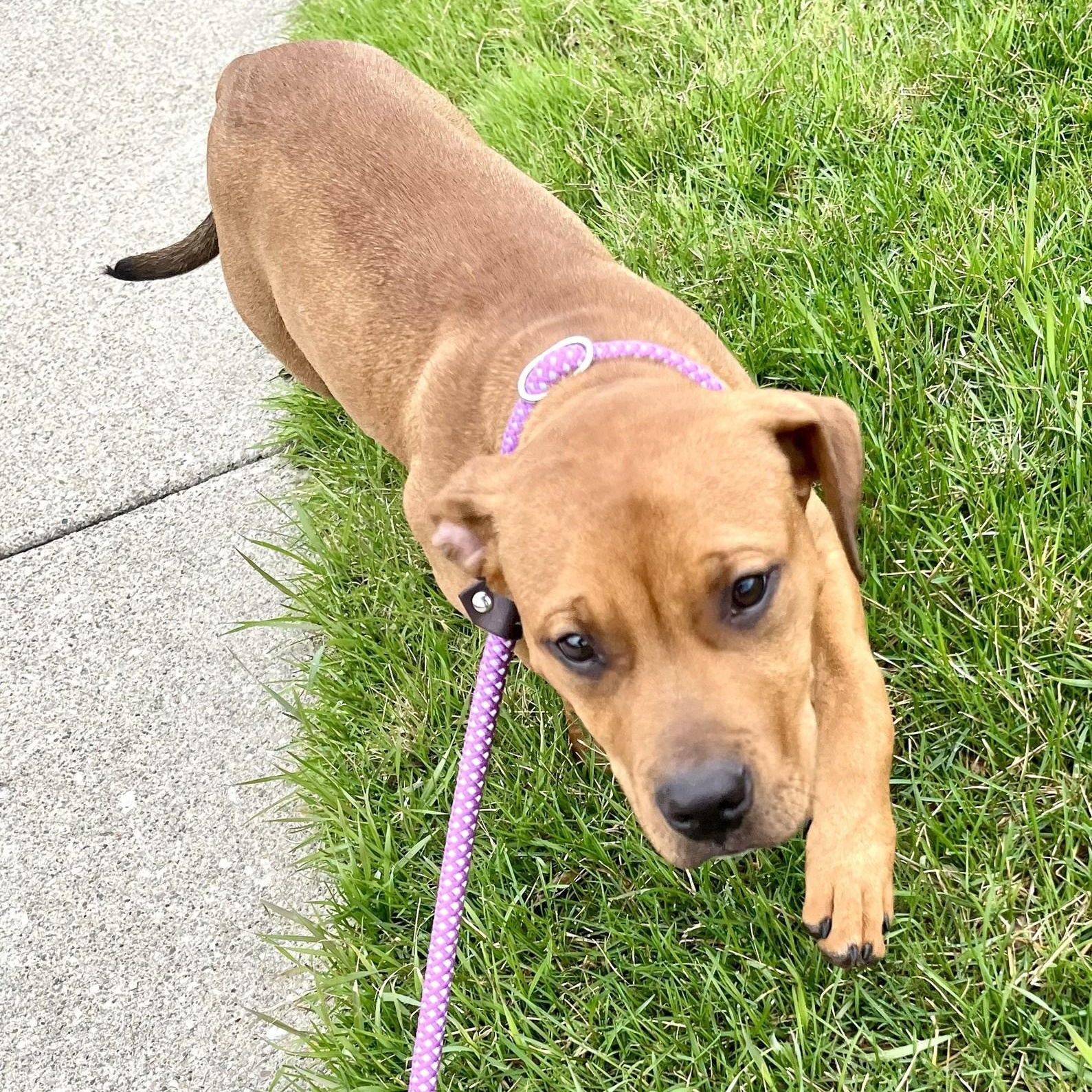 IVY- Needs a forever home!