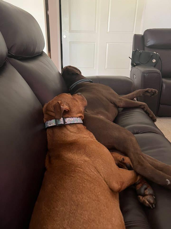 Ivy- Needs a forever home!