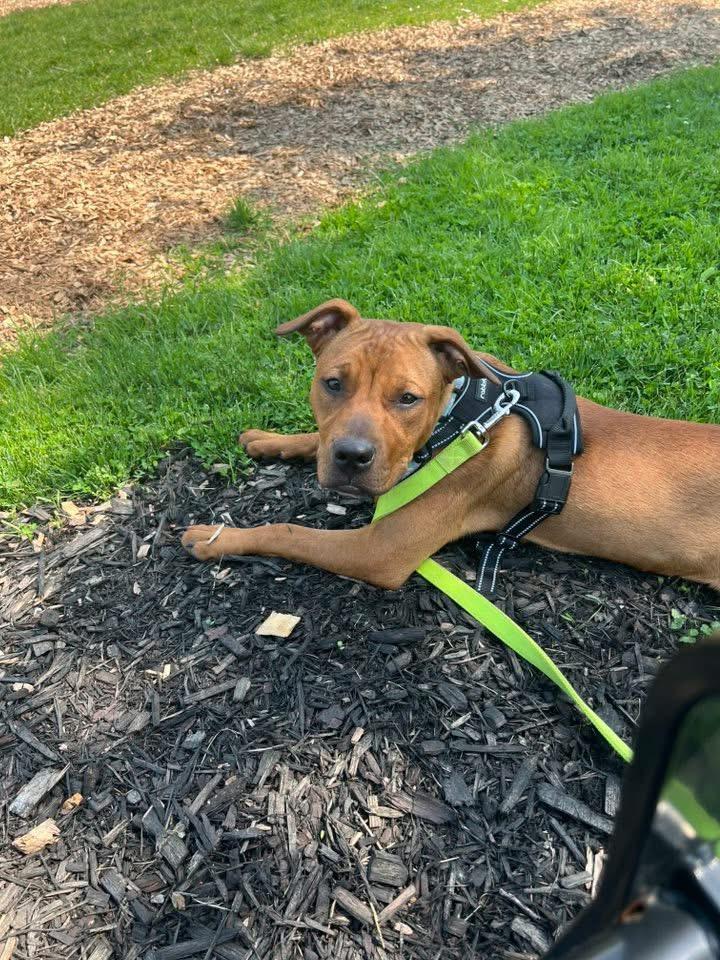 Ivy- Needs a forever home!