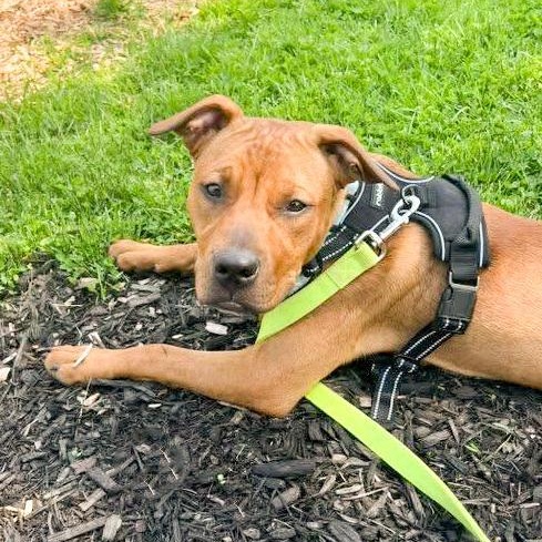 IVY- Needs a forever home! — thumbnail 3