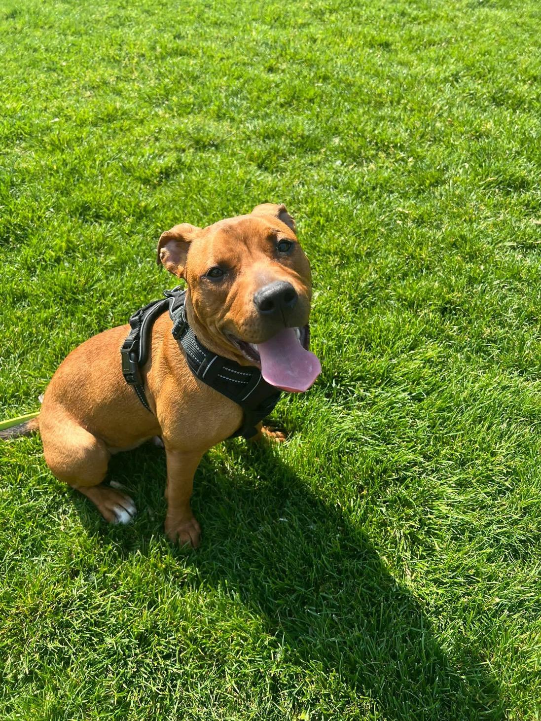 Ivy- Needs a forever home!