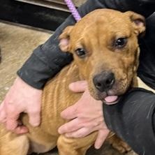 Ivy- Needs a forever home!