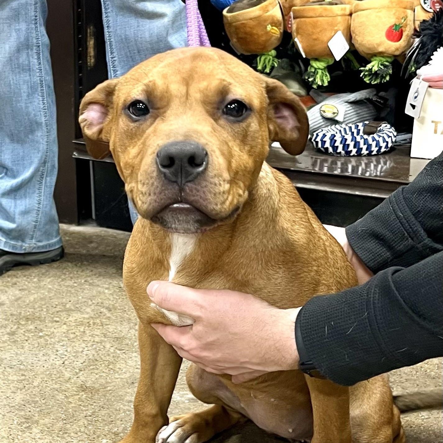 IVY- Needs a forever home! — thumbnail 4