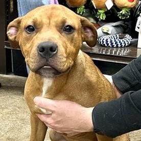 Ivy- Needs a forever home!