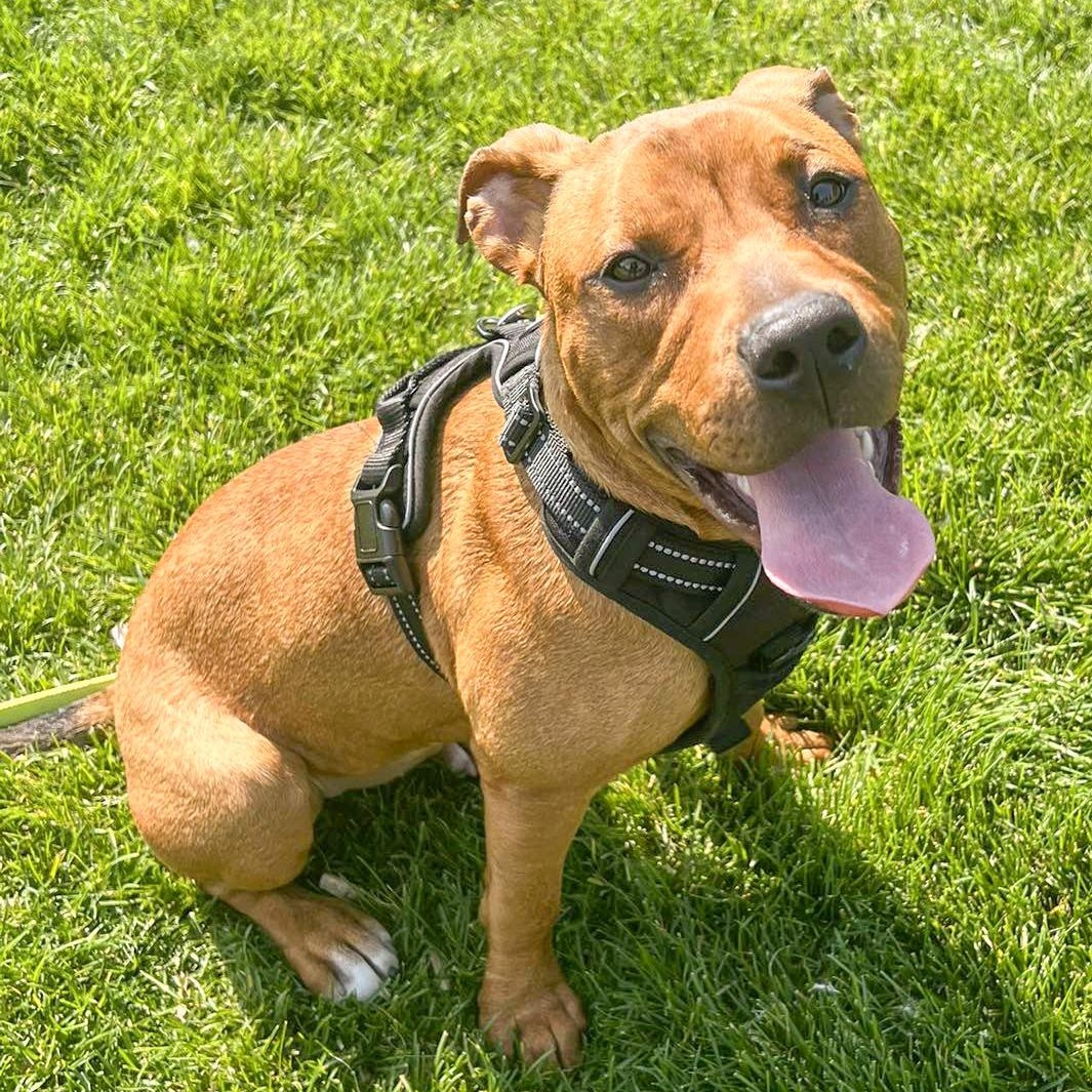 IVY- Needs a forever home! — thumbnail 5