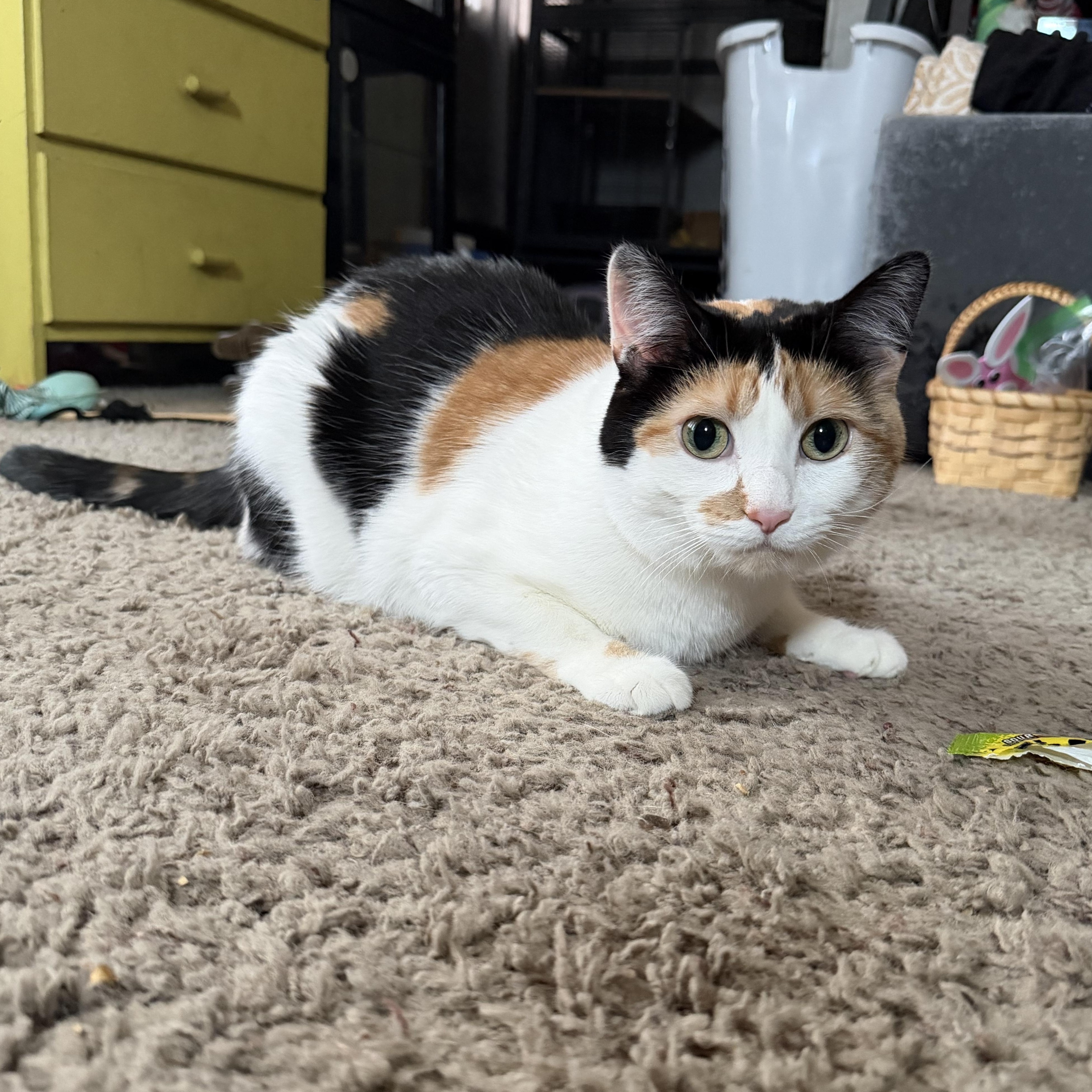 Enlarge Misty, a ADOPTABLE Domestic Short Hair in Milwaukee, WI image 1/4