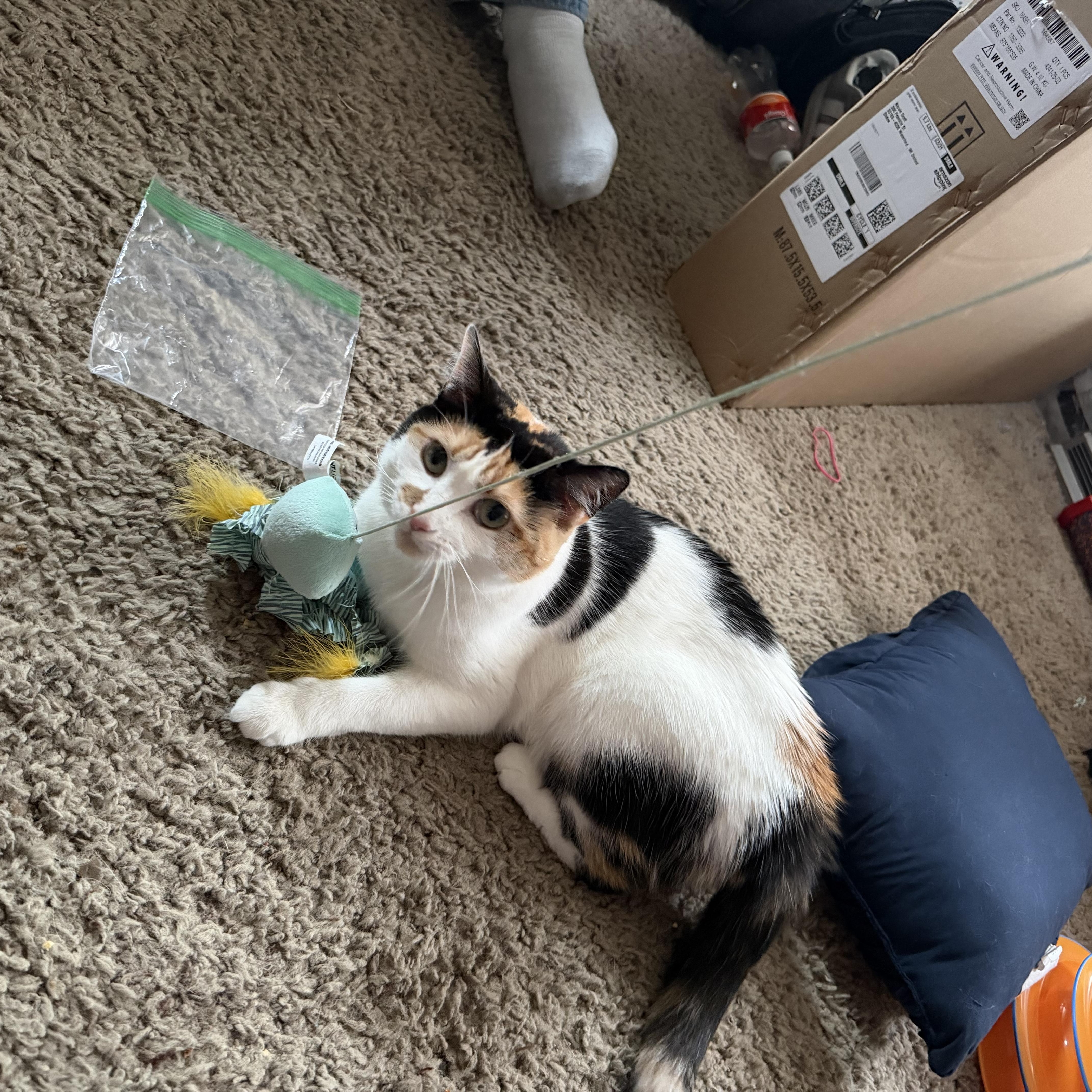 Enlarge Misty, a ADOPTABLE Domestic Short Hair in Milwaukee, WI image 4/4