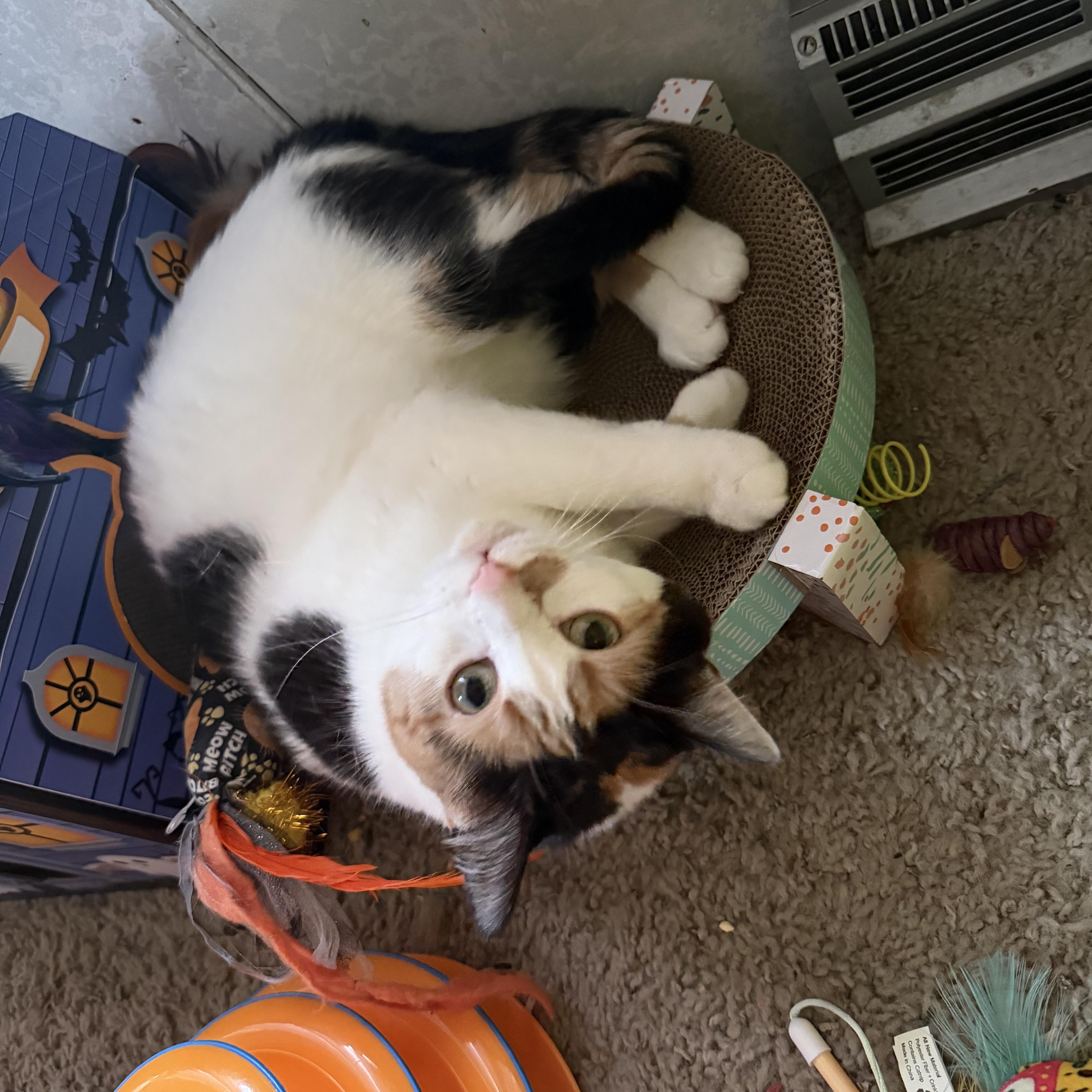 Enlarge Misty, a ADOPTABLE Domestic Short Hair in Milwaukee, WI image 3/4