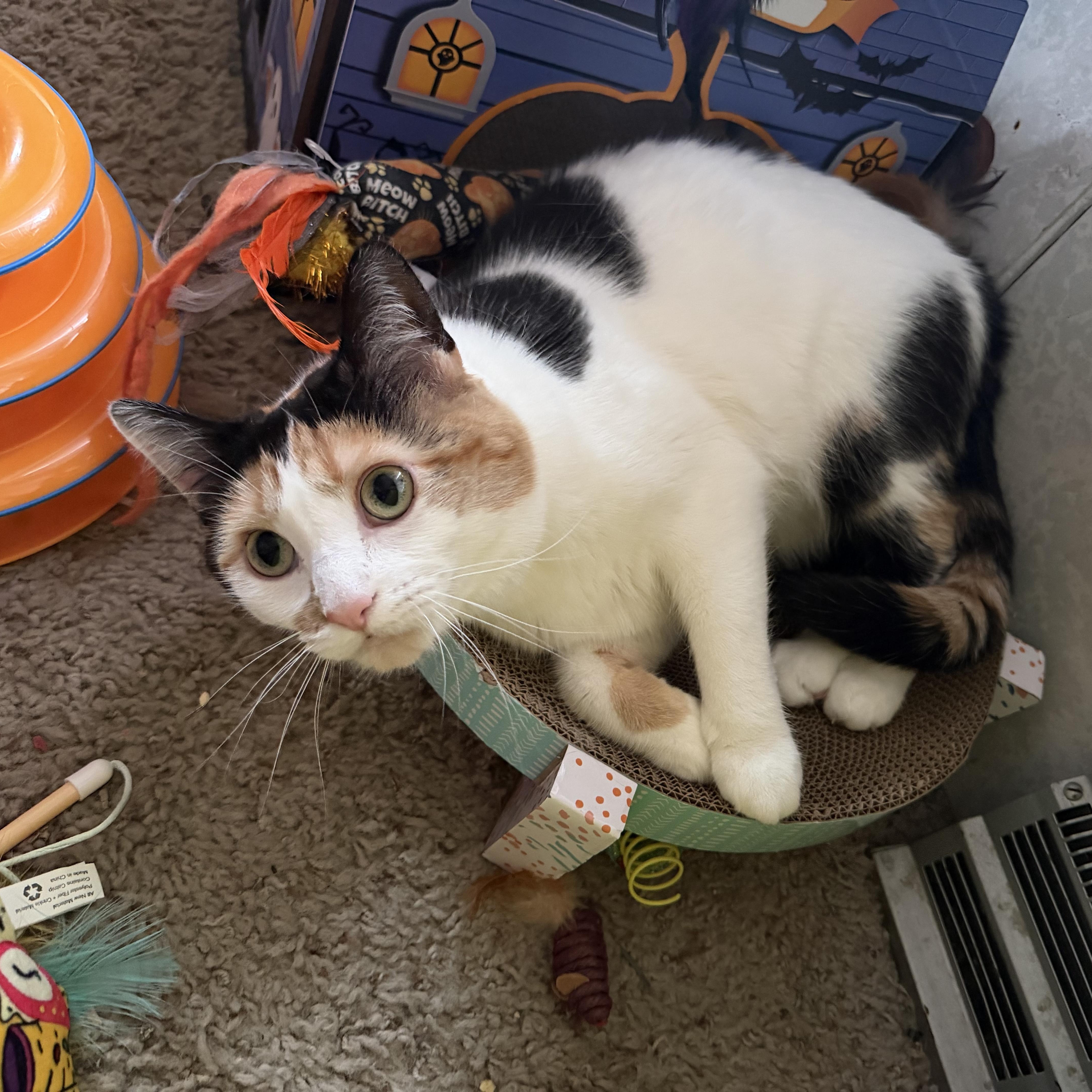 Enlarge Misty, a ADOPTABLE Domestic Short Hair in Milwaukee, WI image 2/4