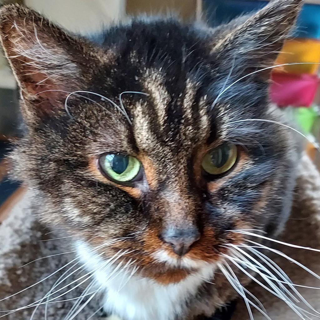 Hsdc Gazpacho photo 1