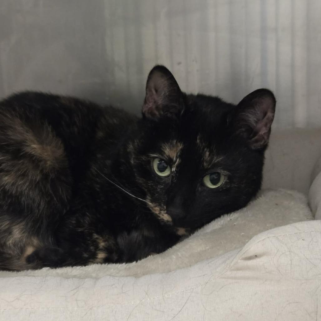 Enlarge Tallulah, a Adoptable Domestic Short Hair in Ballston Spa, NY image 1/2