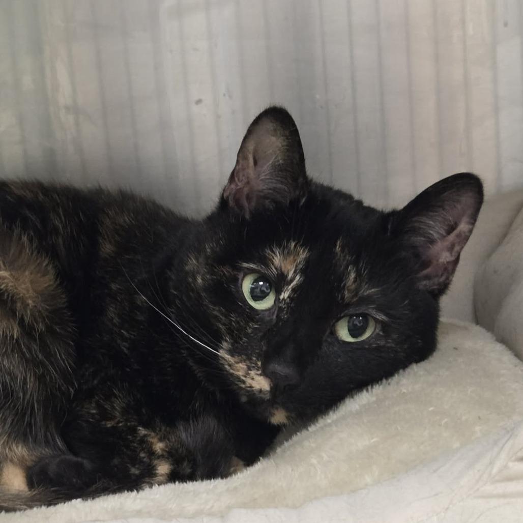 Enlarge Tallulah, a Adoptable Domestic Short Hair in Ballston Spa, NY image 2/2