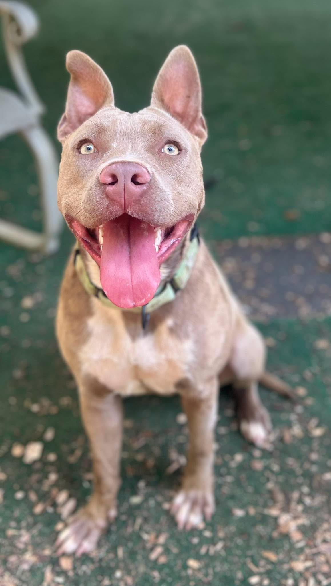Lulu, Adoptable, Adult Female Pit Bull Terrier.