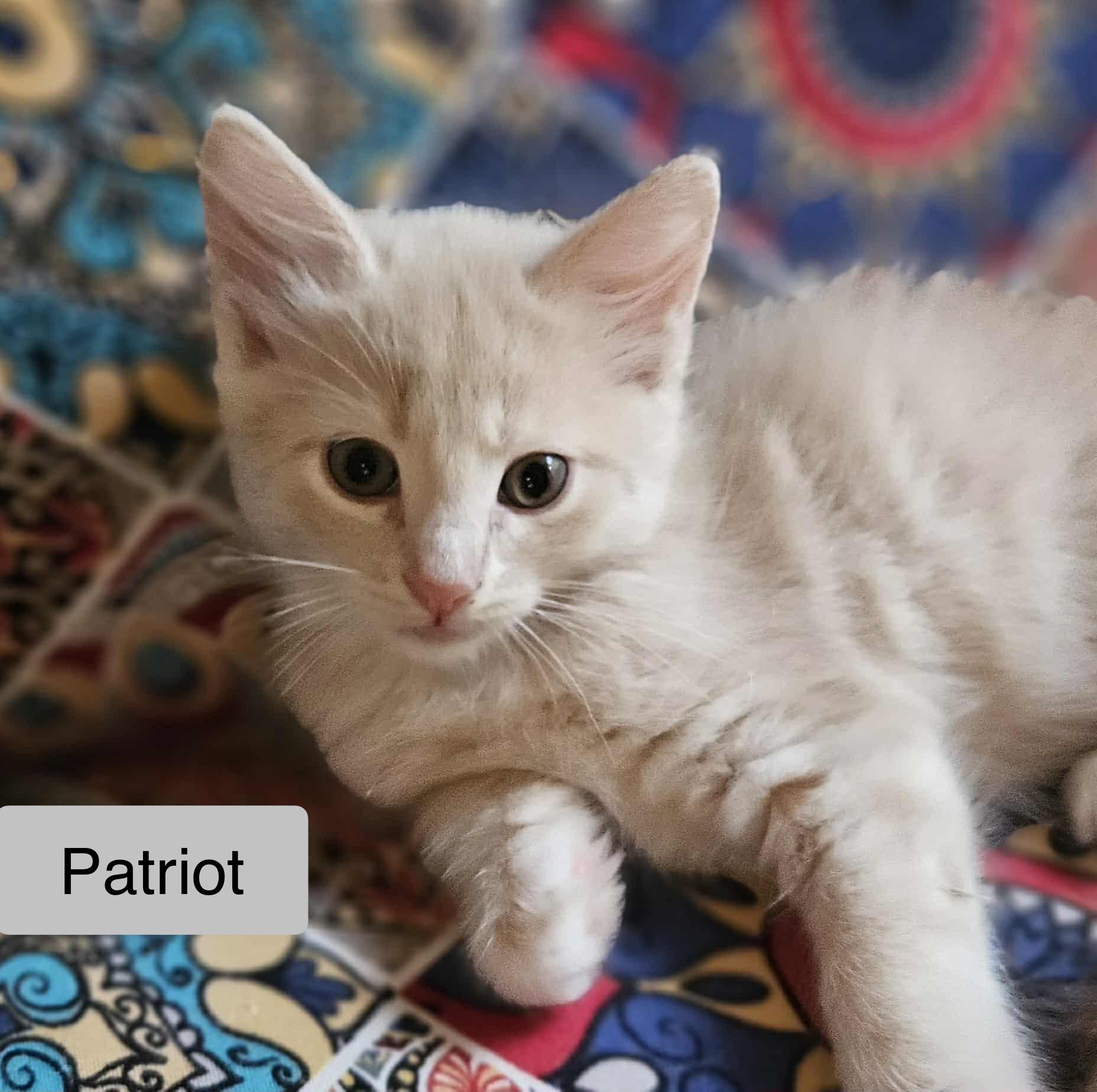 Patriot
