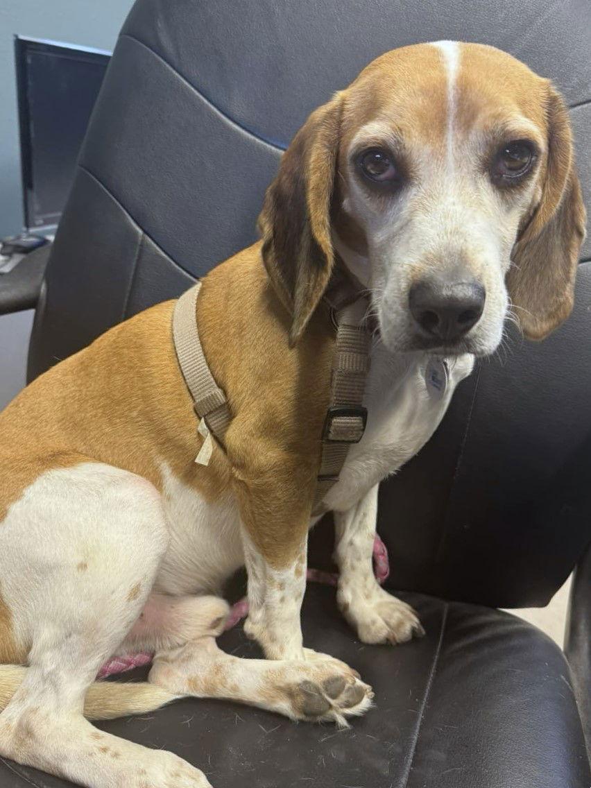 Snap, Adoptable, Adult Male Beagle.