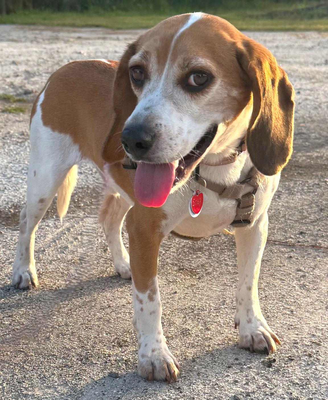 Enlarge Snap, a Adoptable Beagle in Dunnellon, FL image 2/3