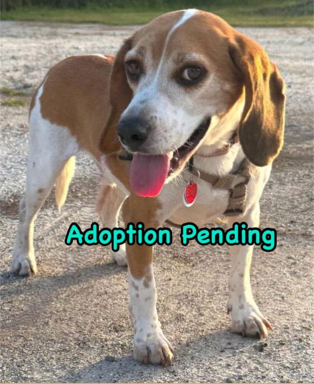 Enlarge Snap, a Adoptable Beagle in Dunnellon, FL image 3/3