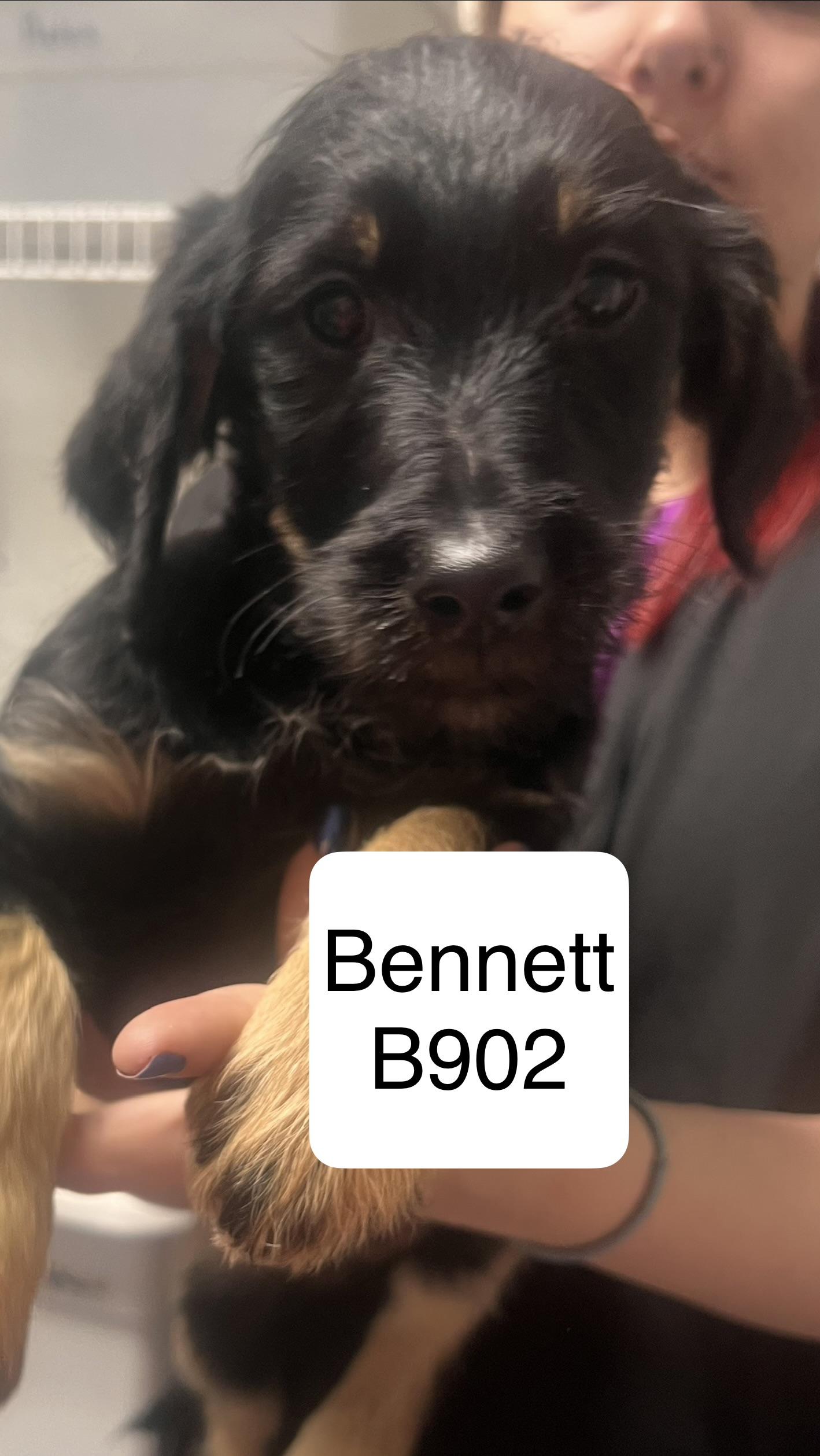 Enlarge Bennett, a ADOPTABLE Airedale Terrier in Morganton, NC image 1/1