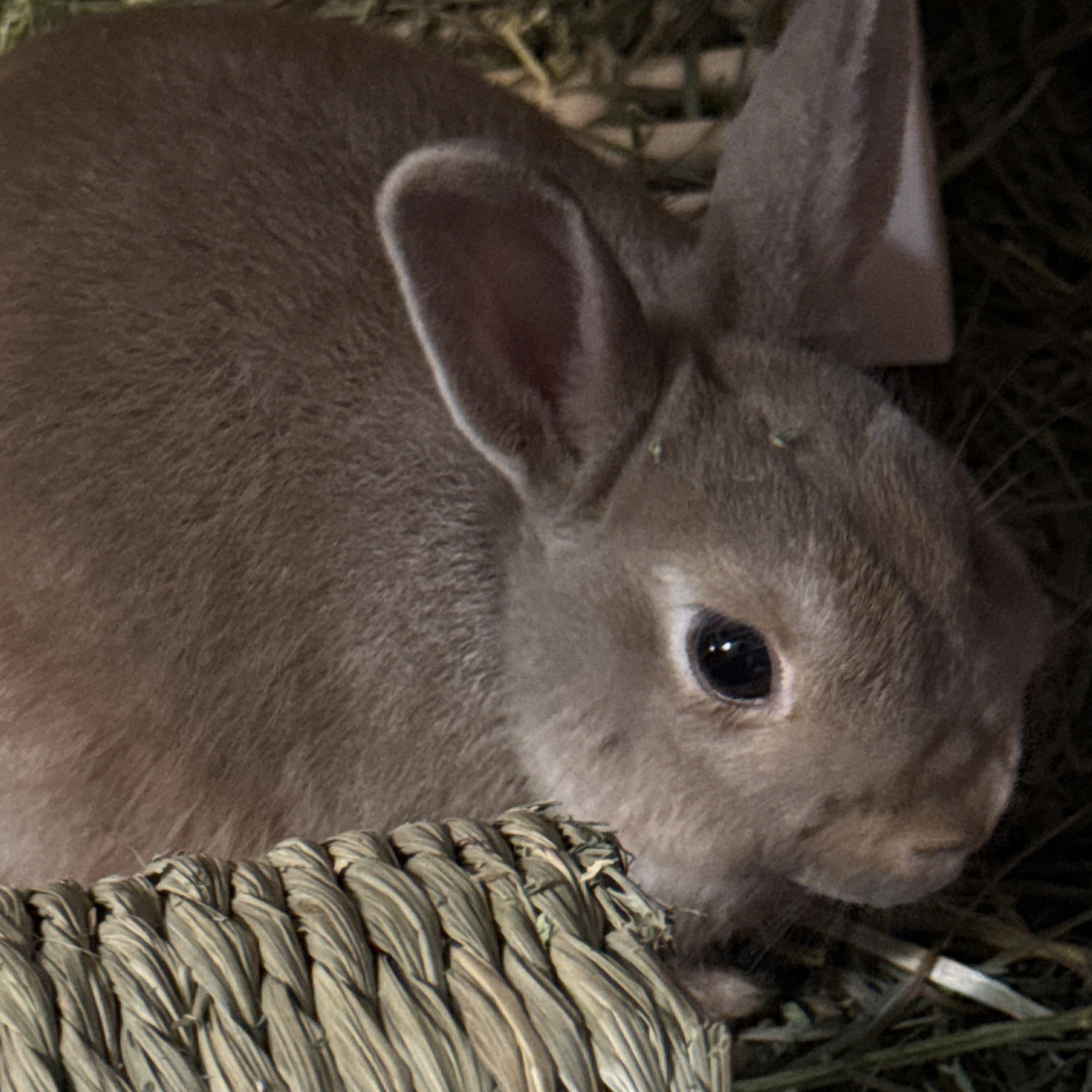 Enlarge Pippin, a Adoptable mixed breed in Huntsville, AL image 4/5