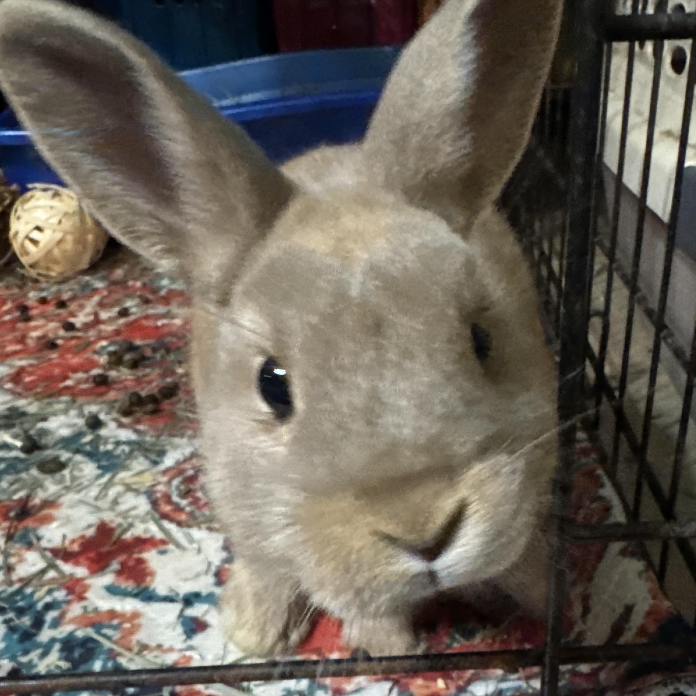 Pippin, Adoptable, Young Male Netherland Dwarf & Britannia Petite.