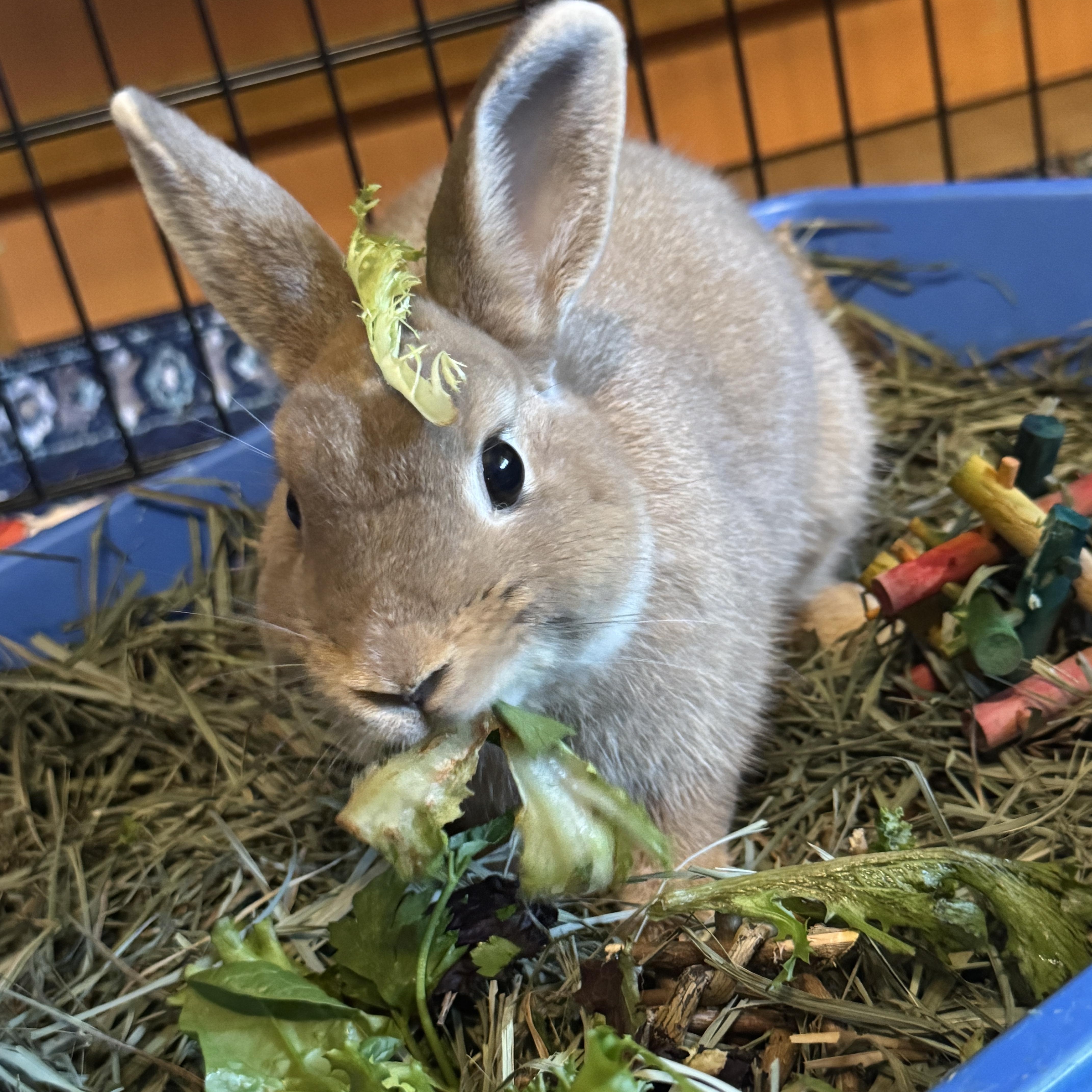 Enlarge Pippin, a Adoptable mixed breed in Huntsville, AL image 3/5