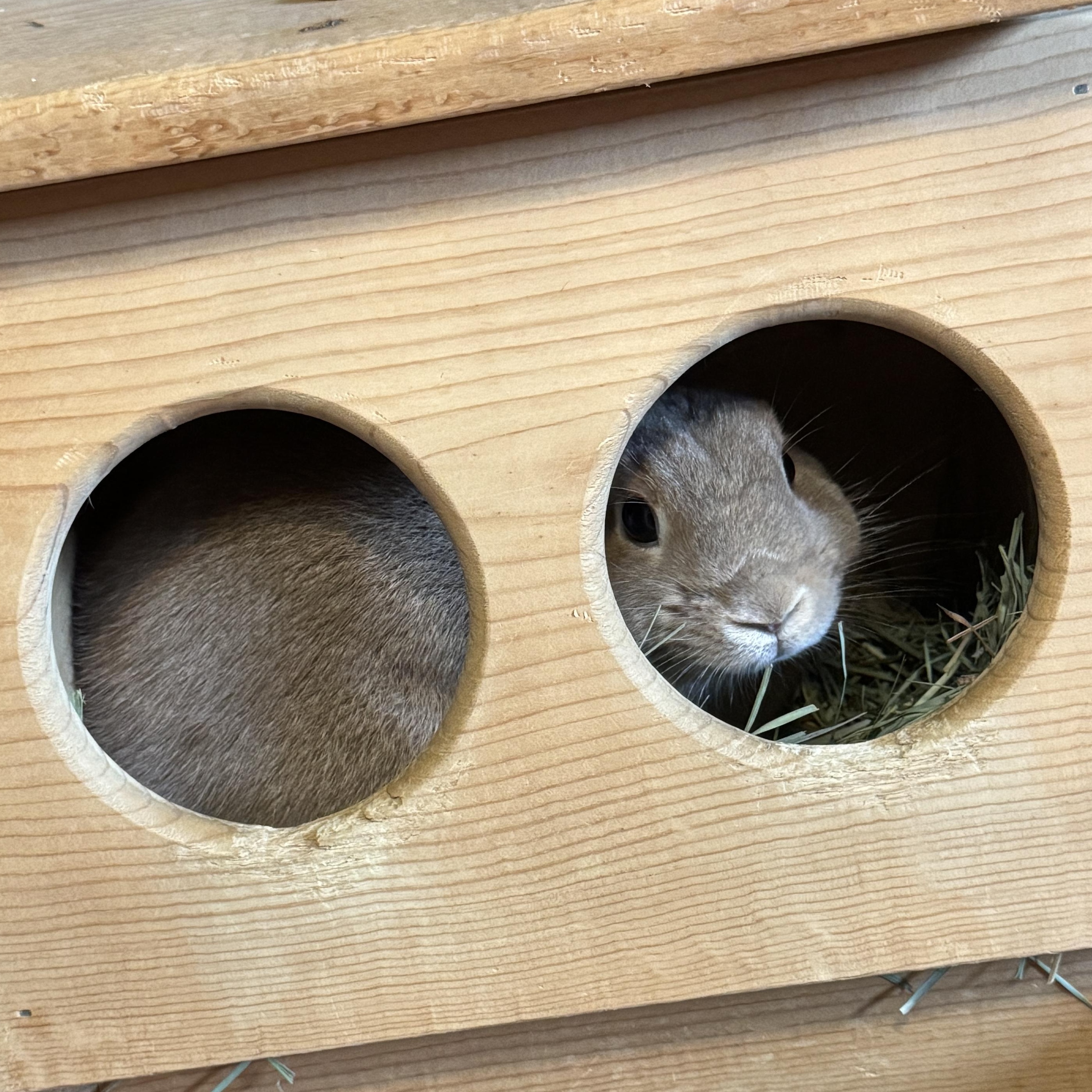Enlarge Pippin, a Adoptable mixed breed in Huntsville, AL image 2/5