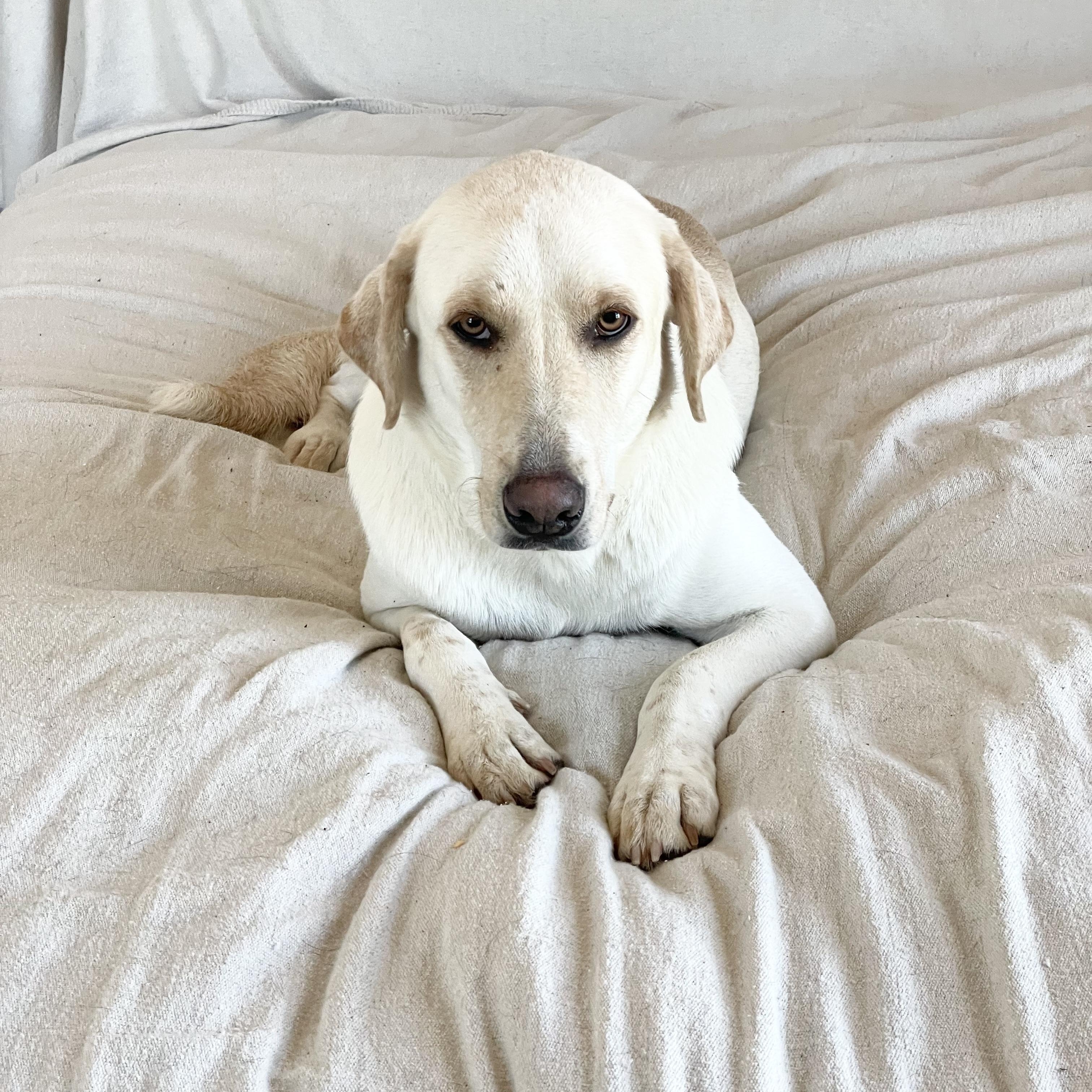 Loving Ruby, a Adoptable mixed breed in West Hartford , CT image 1/4