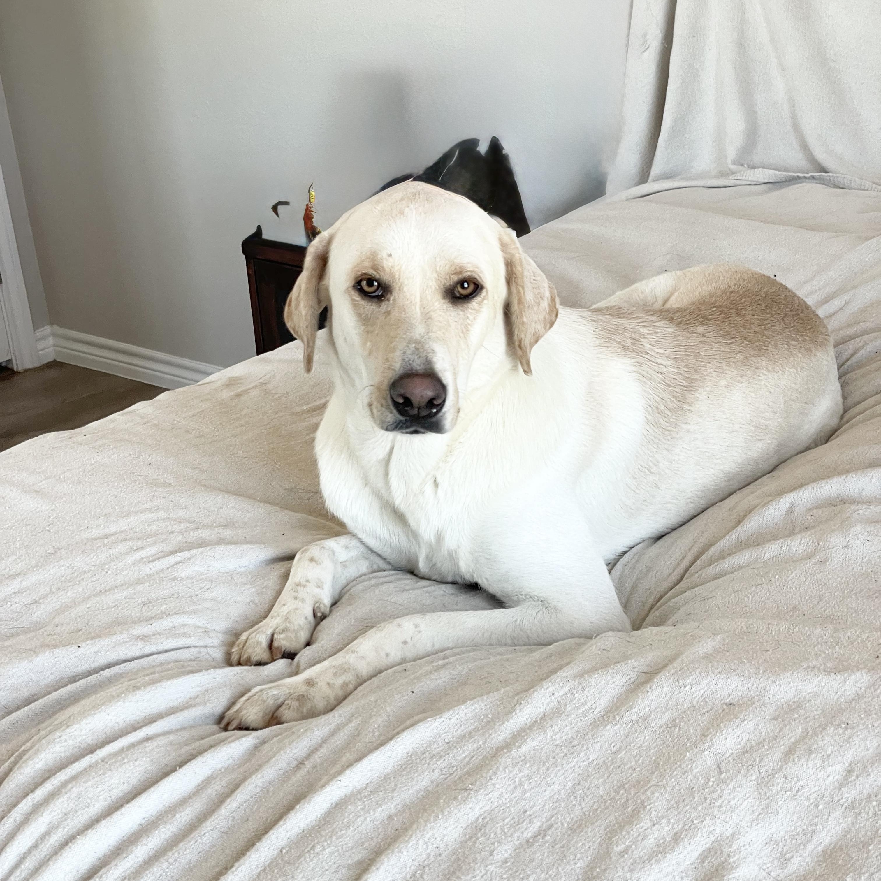 Loving Ruby, a Adoptable mixed breed in West Hartford , CT image 2/4