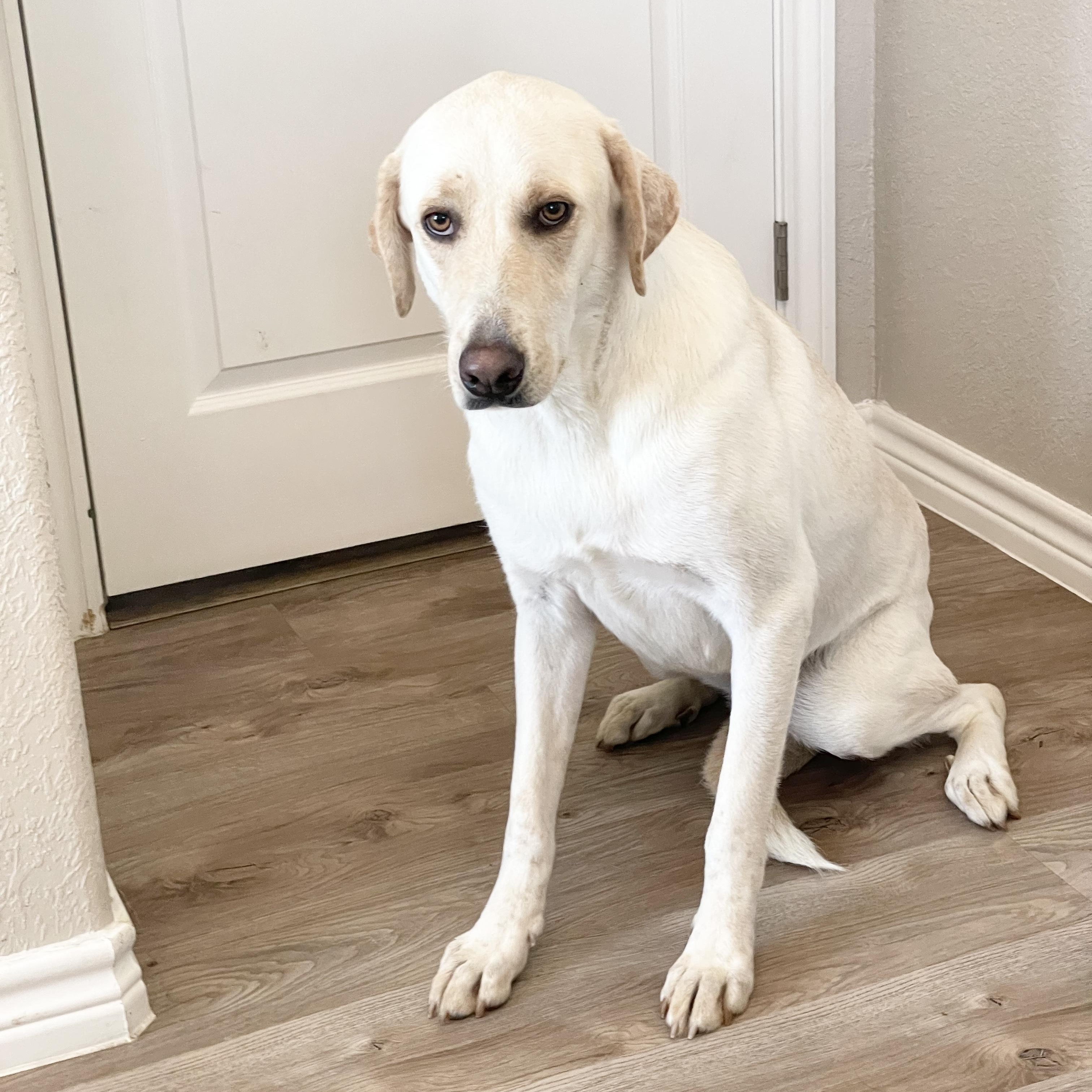 Loving Ruby, a Adoptable mixed breed in West Hartford , CT image 3/4