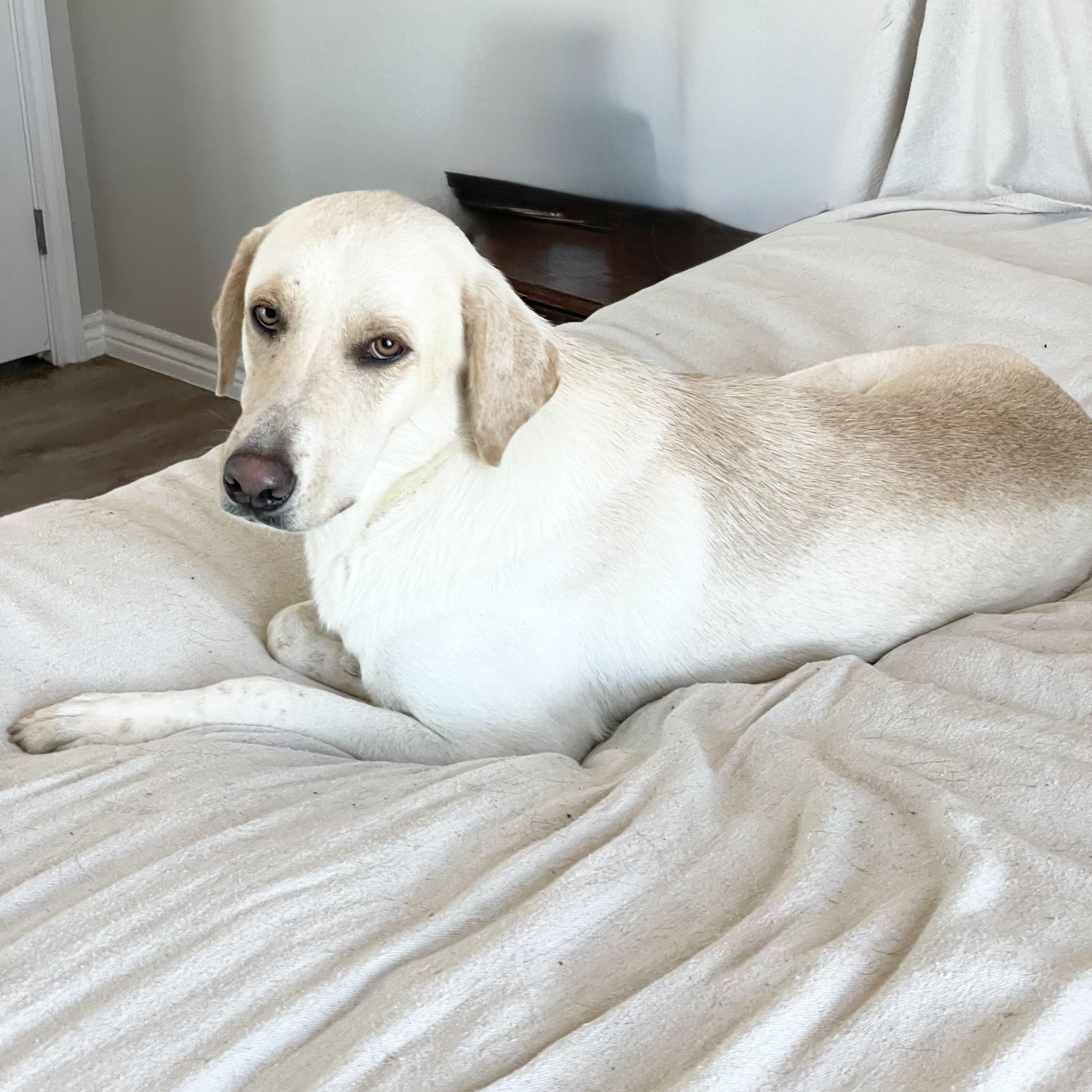 Loving Ruby, a Adoptable mixed breed in West Hartford , CT image 4/4