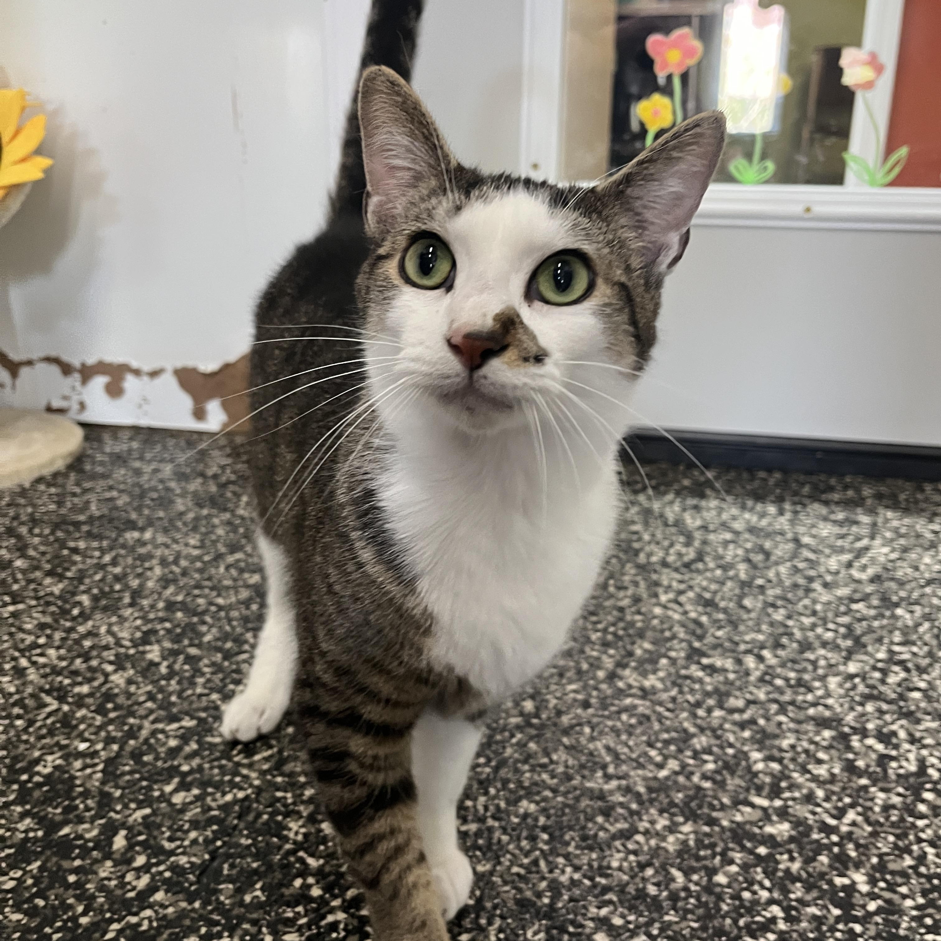 Enlarge Tachi, a ADOPTABLE Domestic Short Hair in McKenzie, TN image 1/2