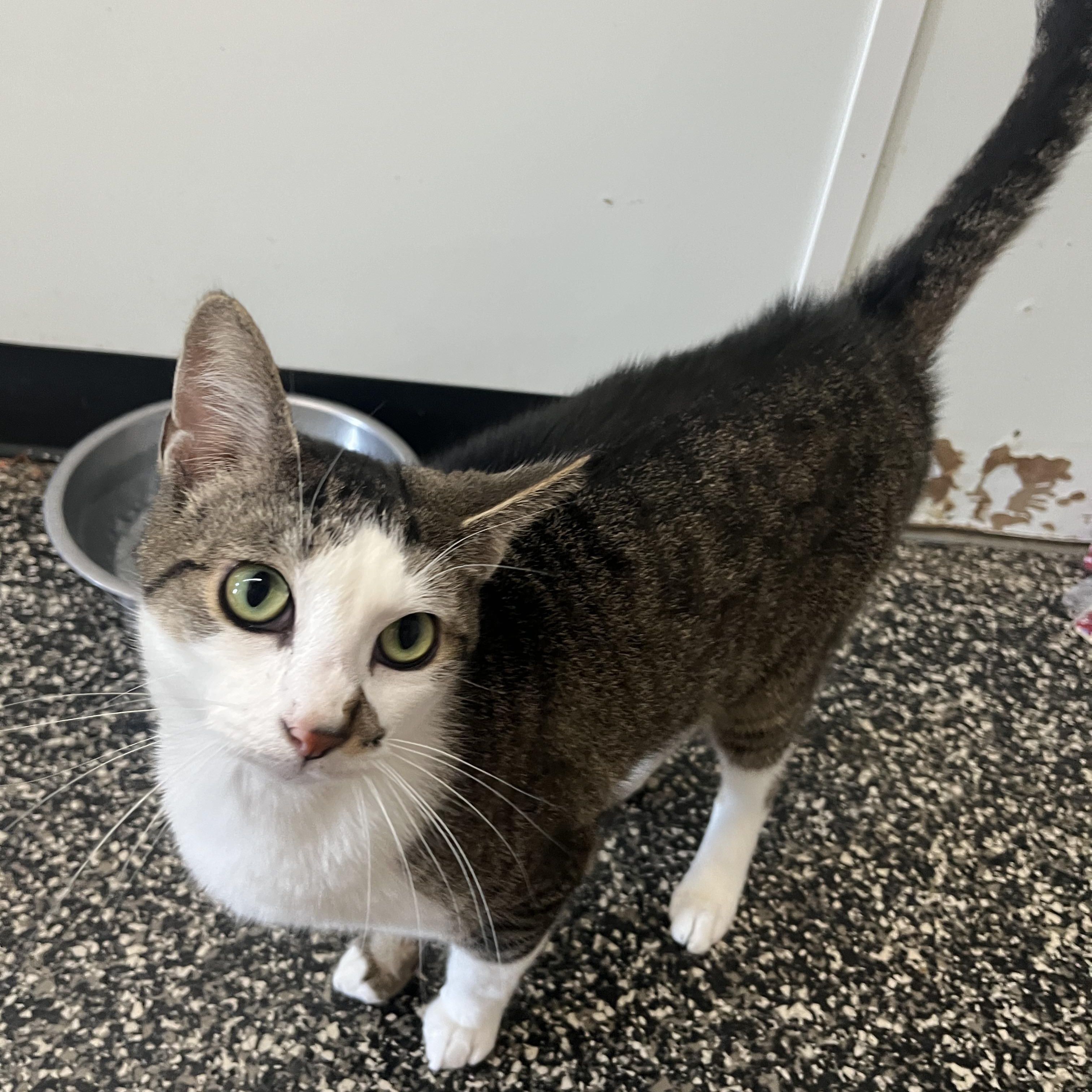 Enlarge Tachi, a ADOPTABLE Domestic Short Hair in McKenzie, TN image 2/2