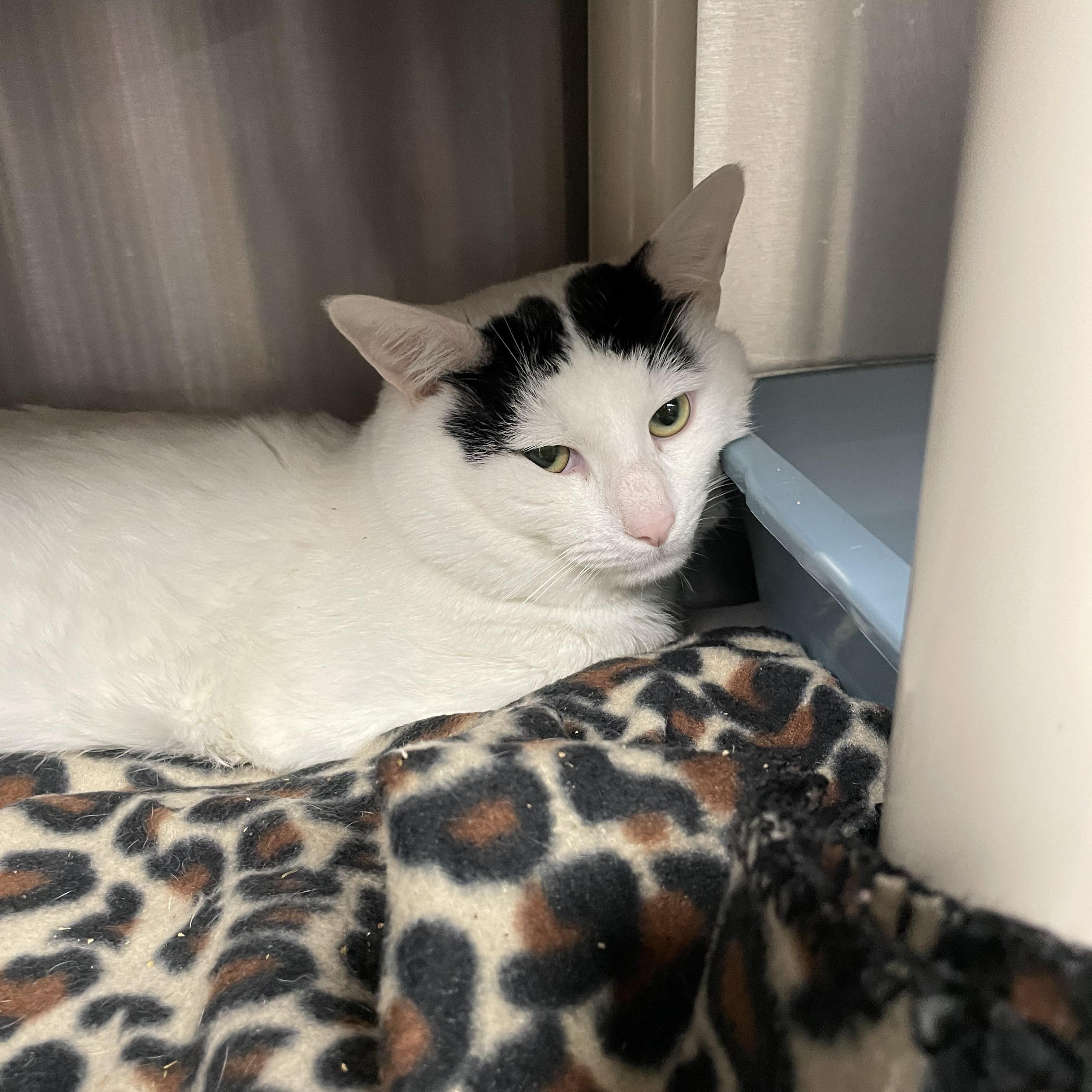 Enlarge Mr. Peach, an adopted American Shorthair in North Kingstown, RI image 4/5