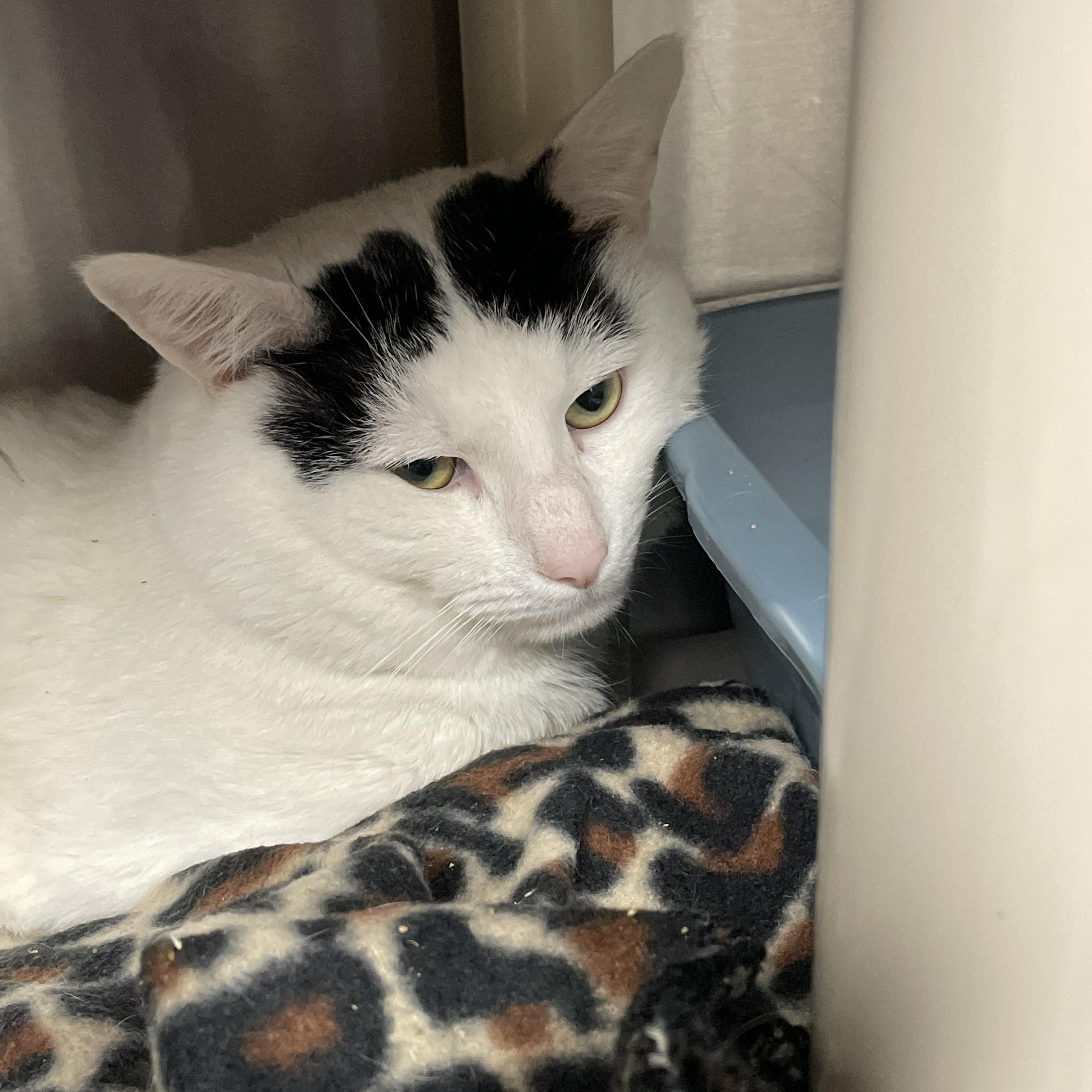 Enlarge Mr. Peach, an adopted American Shorthair in North Kingstown, RI image 3/5