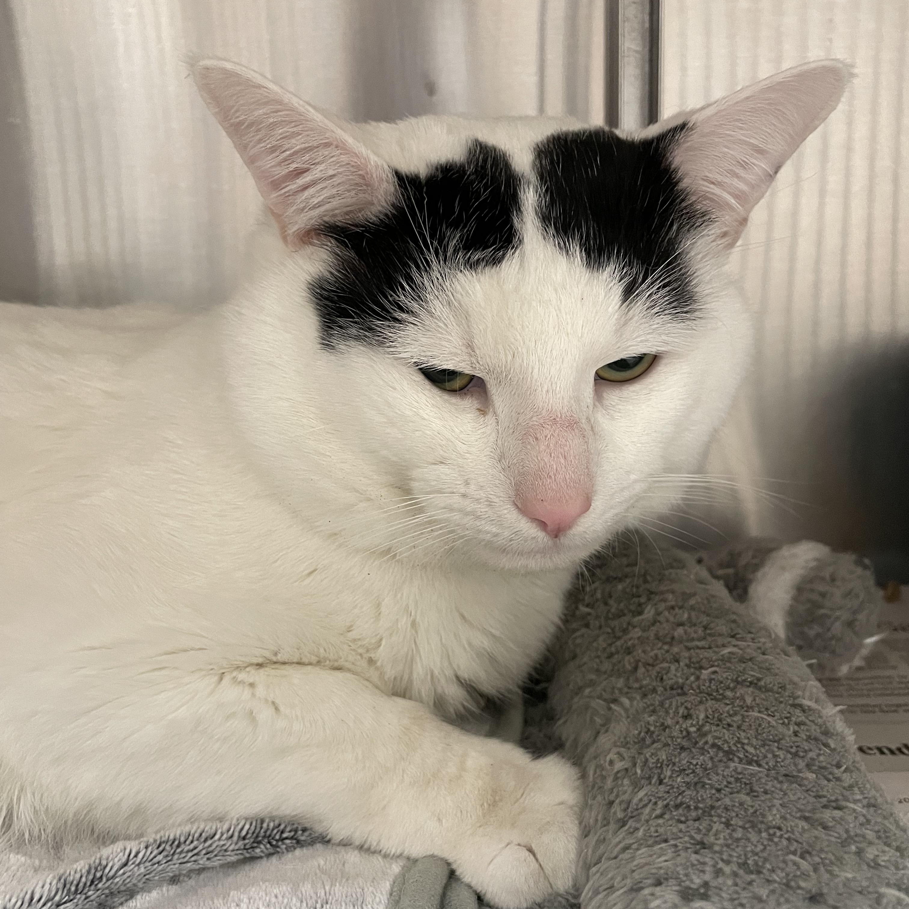 Enlarge Mr. Peach, an adopted American Shorthair in North Kingstown, RI image 5/5
