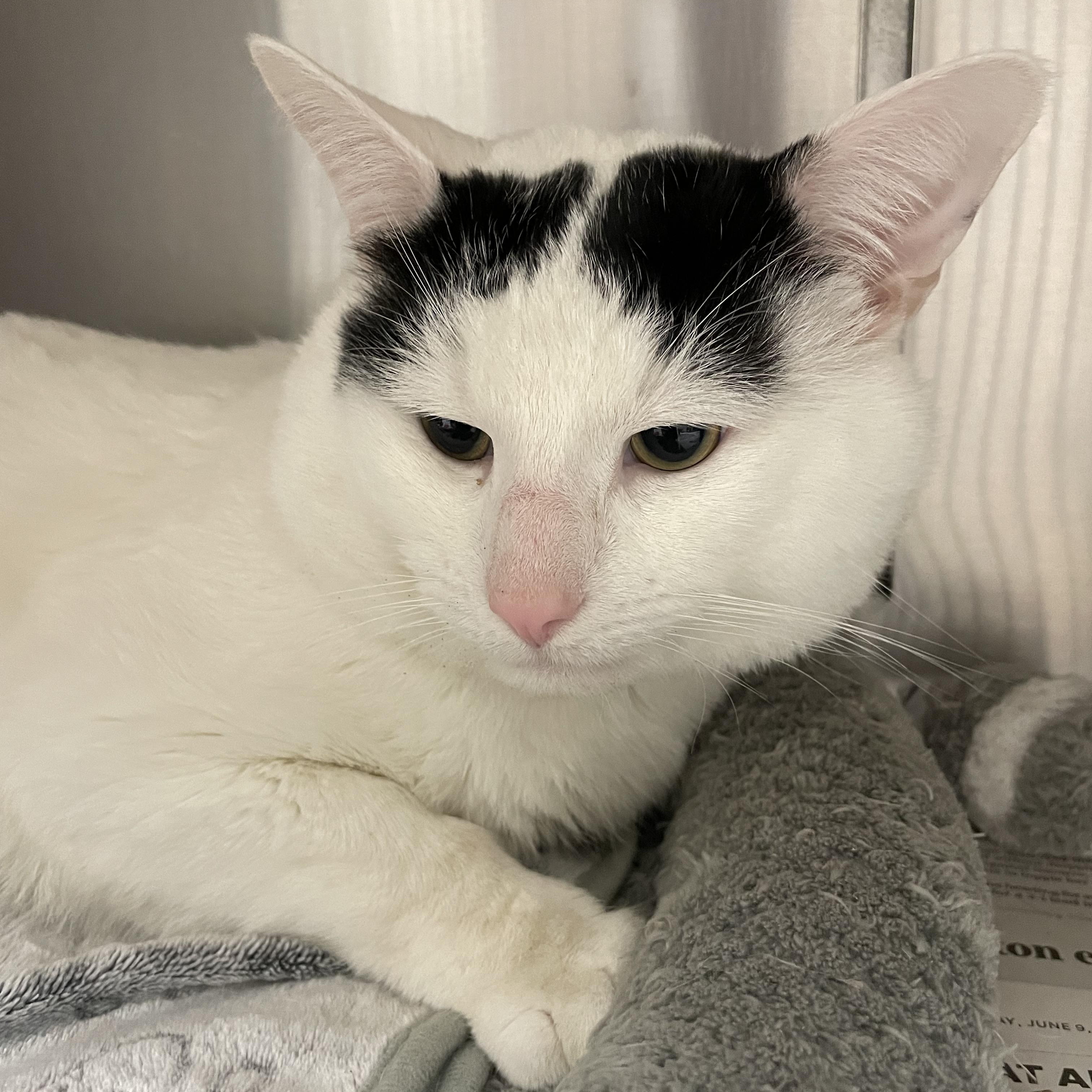 Mr. Peach, adopted, Young Male American Shorthair.