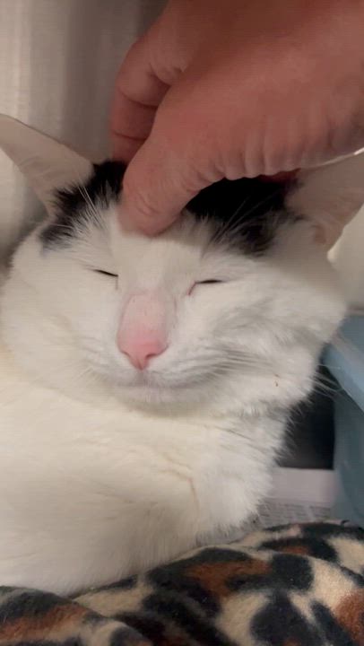 Enlarge Mr. Peach, an adopted American Shorthair in North Kingstown, RI video 2/5