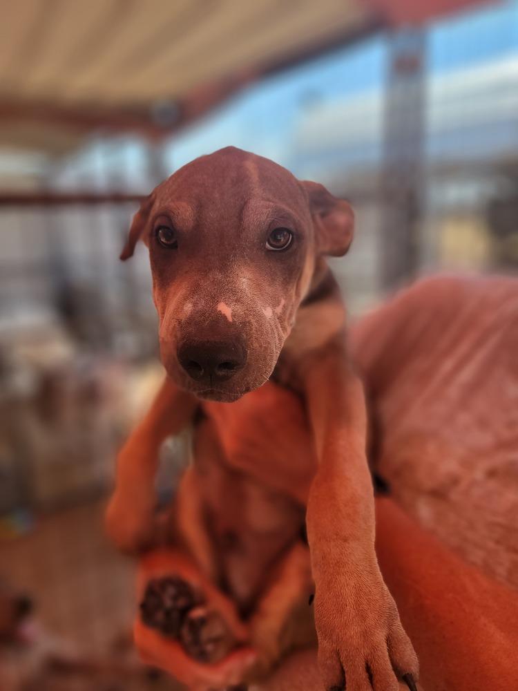 Enlarge Trigg, a Adoptable mixed breed in Crosbyton, TX image 1/6