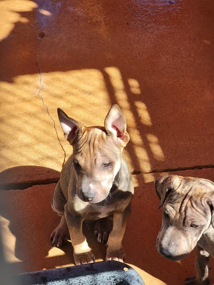 Enlarge Trigg, a Adoptable mixed breed in Crosbyton, TX image 3/6