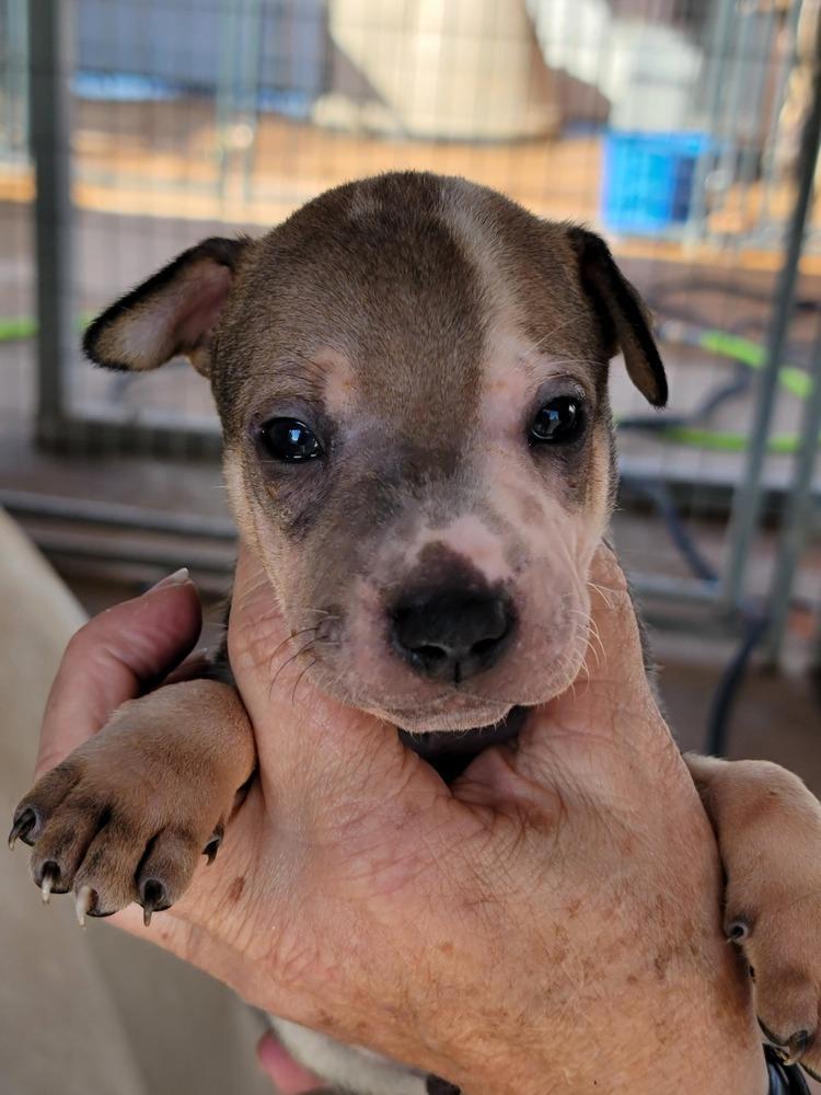 Enlarge Trigg, a Adoptable mixed breed in Crosbyton, TX image 4/6