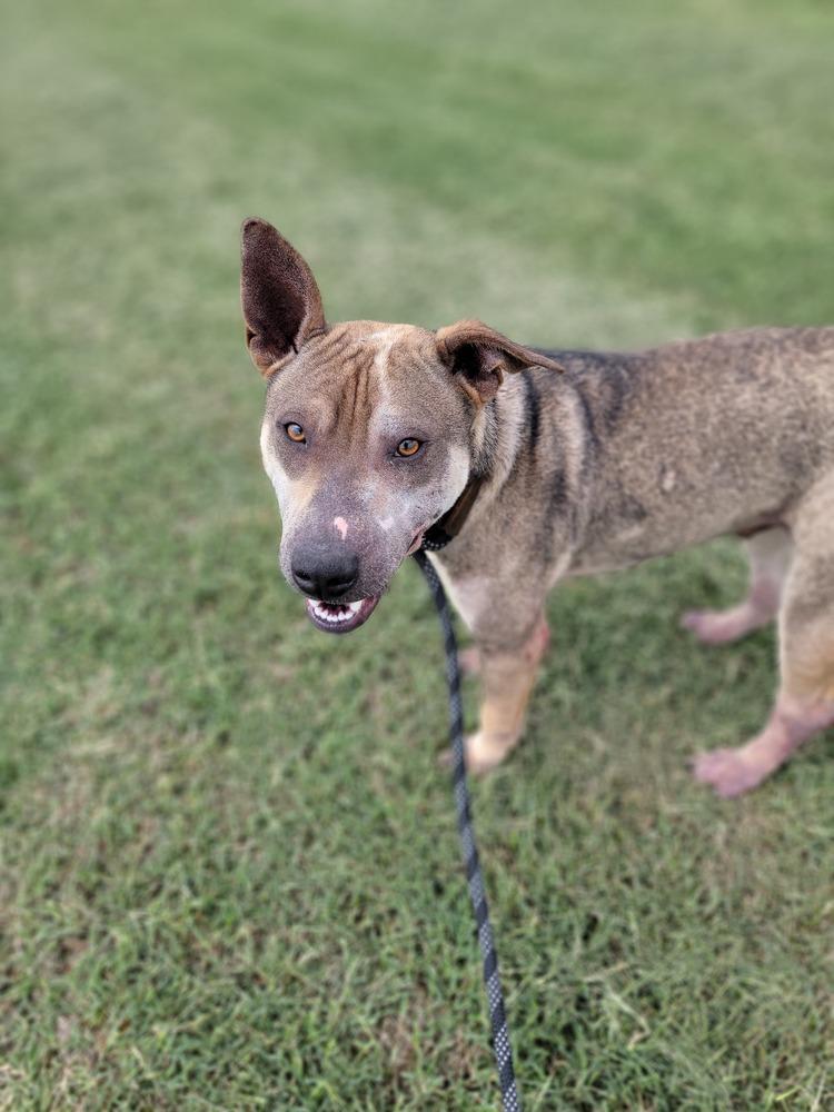 Enlarge Trigg, a Adoptable mixed breed in Crosbyton, TX image 5/6