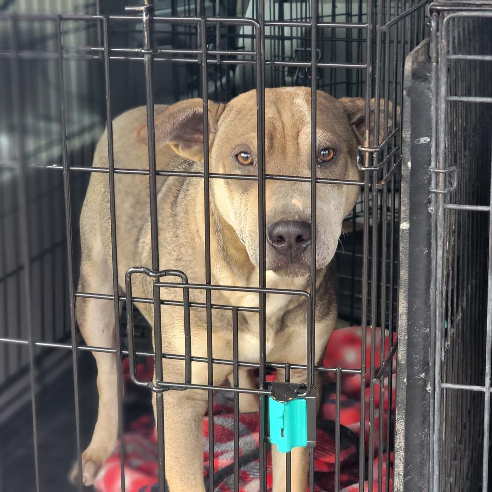 Enlarge Trigg, a Adoptable mixed breed in Crosbyton, TX image 6/6