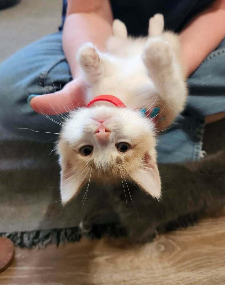 Preston, ADOPTABLE, Kitten Male Domestic Short Hair.