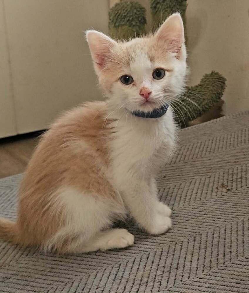 Enlarge Preston, a ADOPTABLE Domestic Short Hair in China Township, MI image 2/2