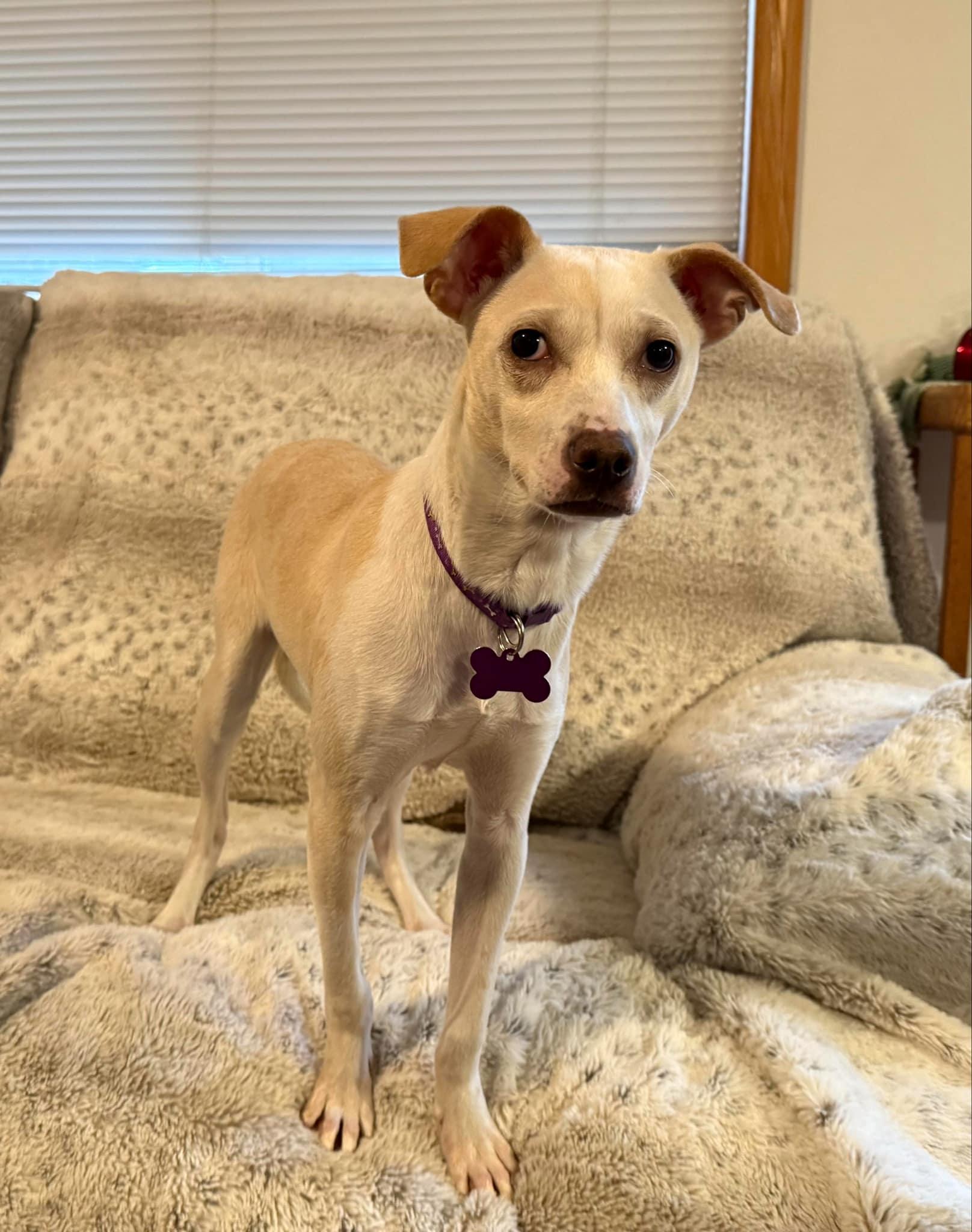 Enlarge Torchet, an adopted mixed breed in Covington, WA image 3/6