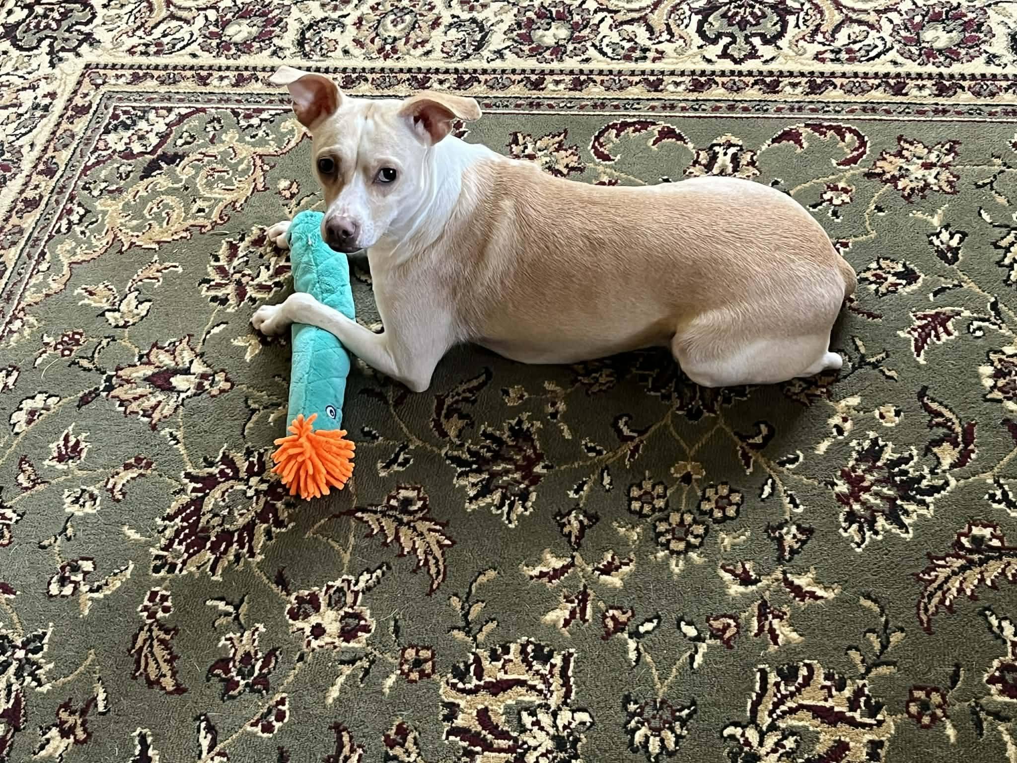 Enlarge Torchet, an adopted mixed breed in Covington, WA image 4/6