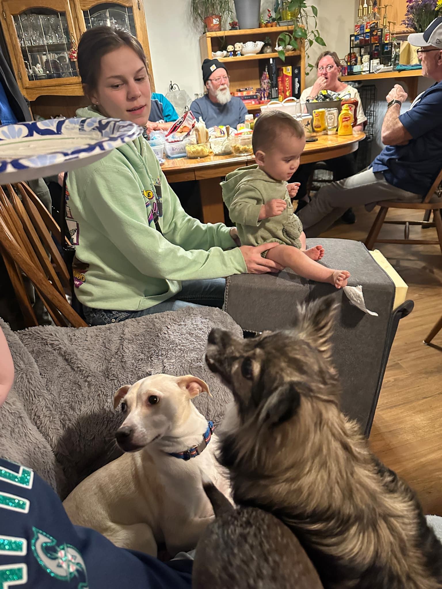 Enlarge Torchet, an adopted mixed breed in Covington, WA image 5/6