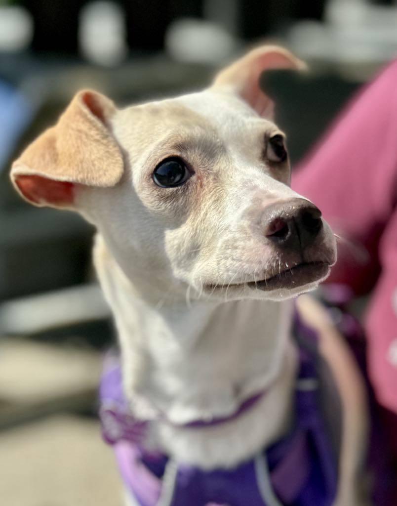 Enlarge Torchet, an adopted mixed breed in Covington, WA image 1/6